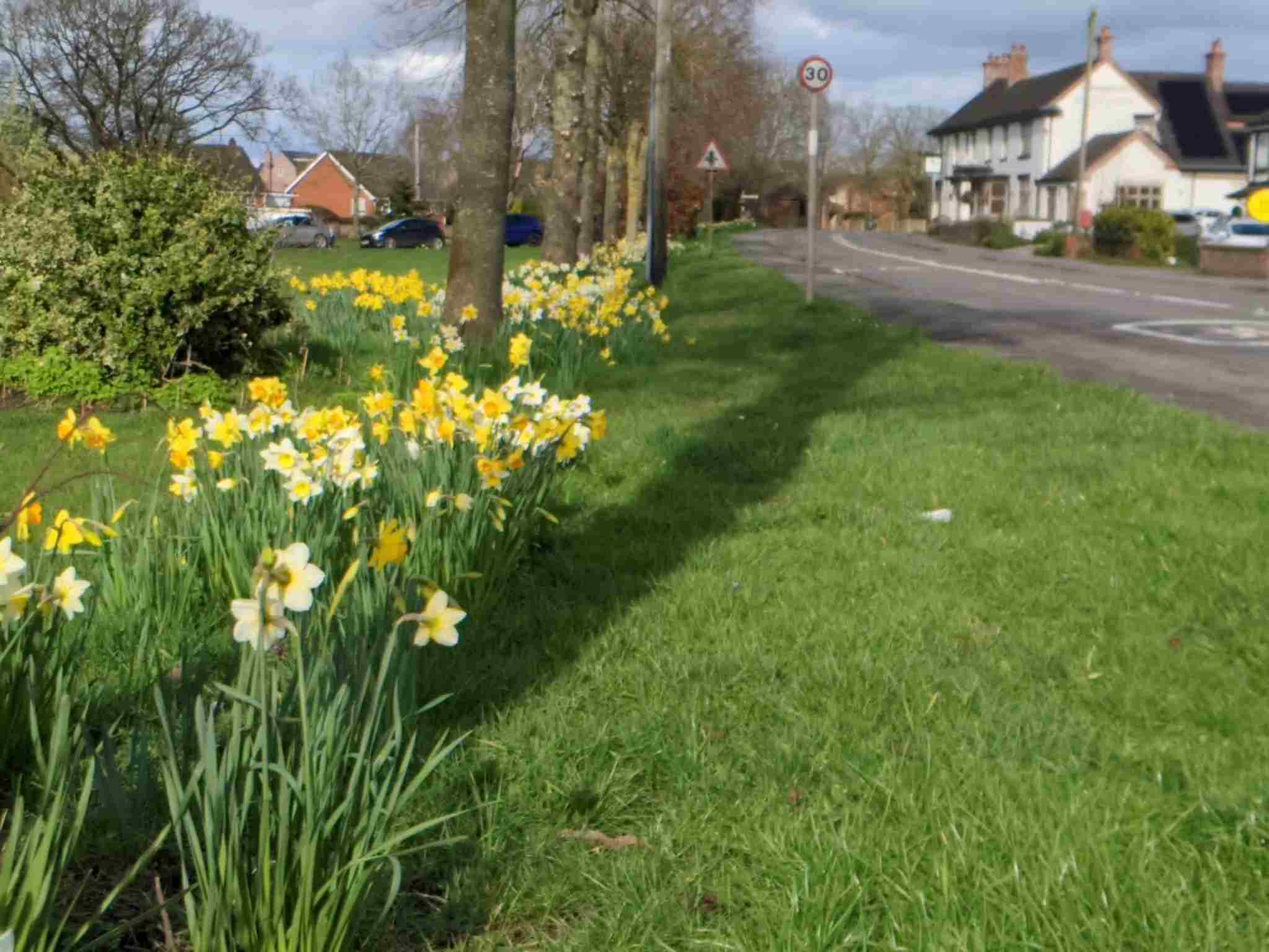 Daffodils on the village green